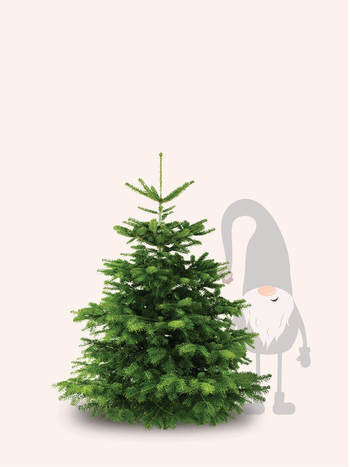 Nordmann Kerstboom - 150 tot 175cm