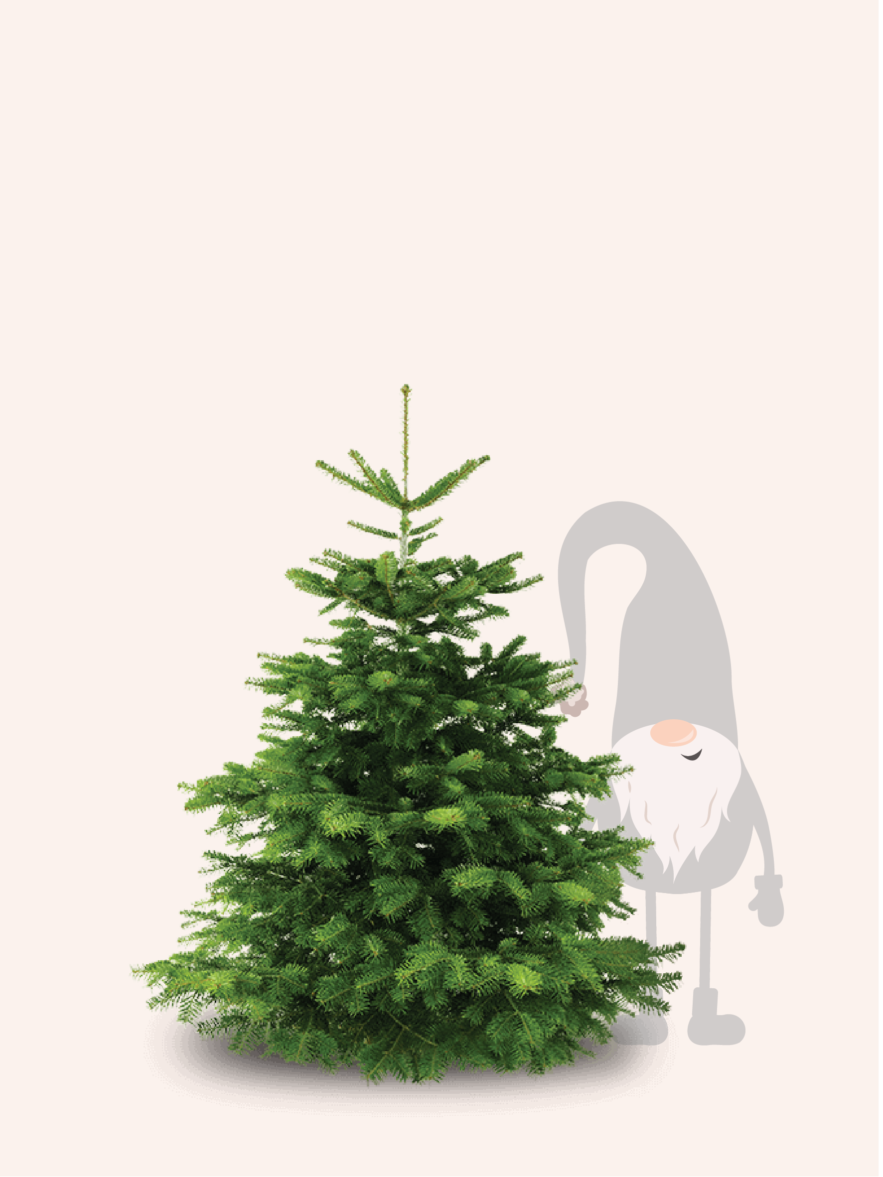 Nordmann Kerstboom - 150 tot 175cm
