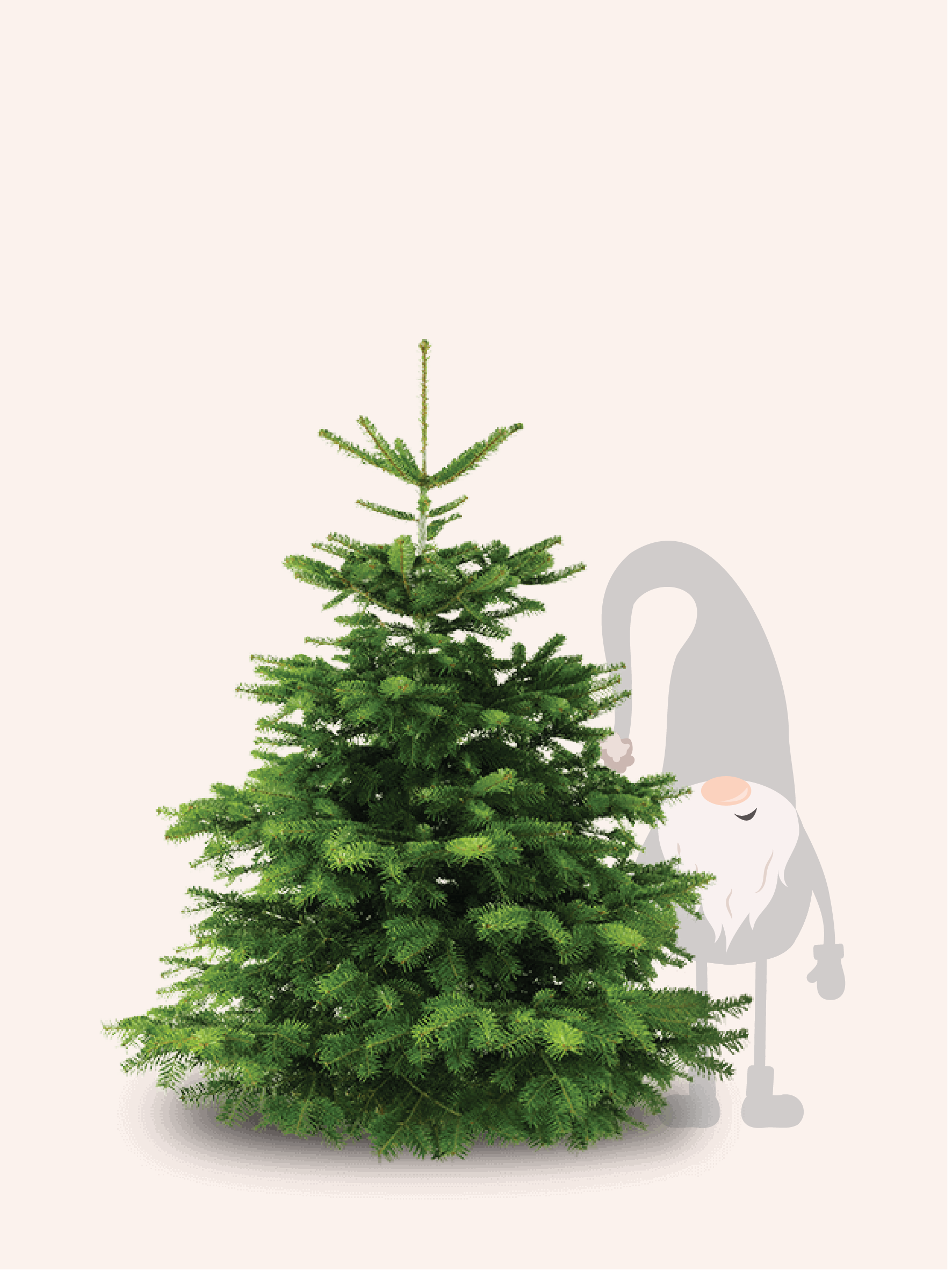 Nordmann Kerstboom - 175 tot 200cm