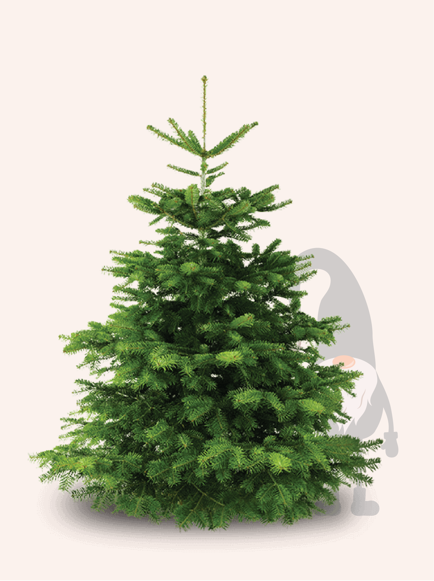 Nordmann Kerstboom - 225 tot 250cm