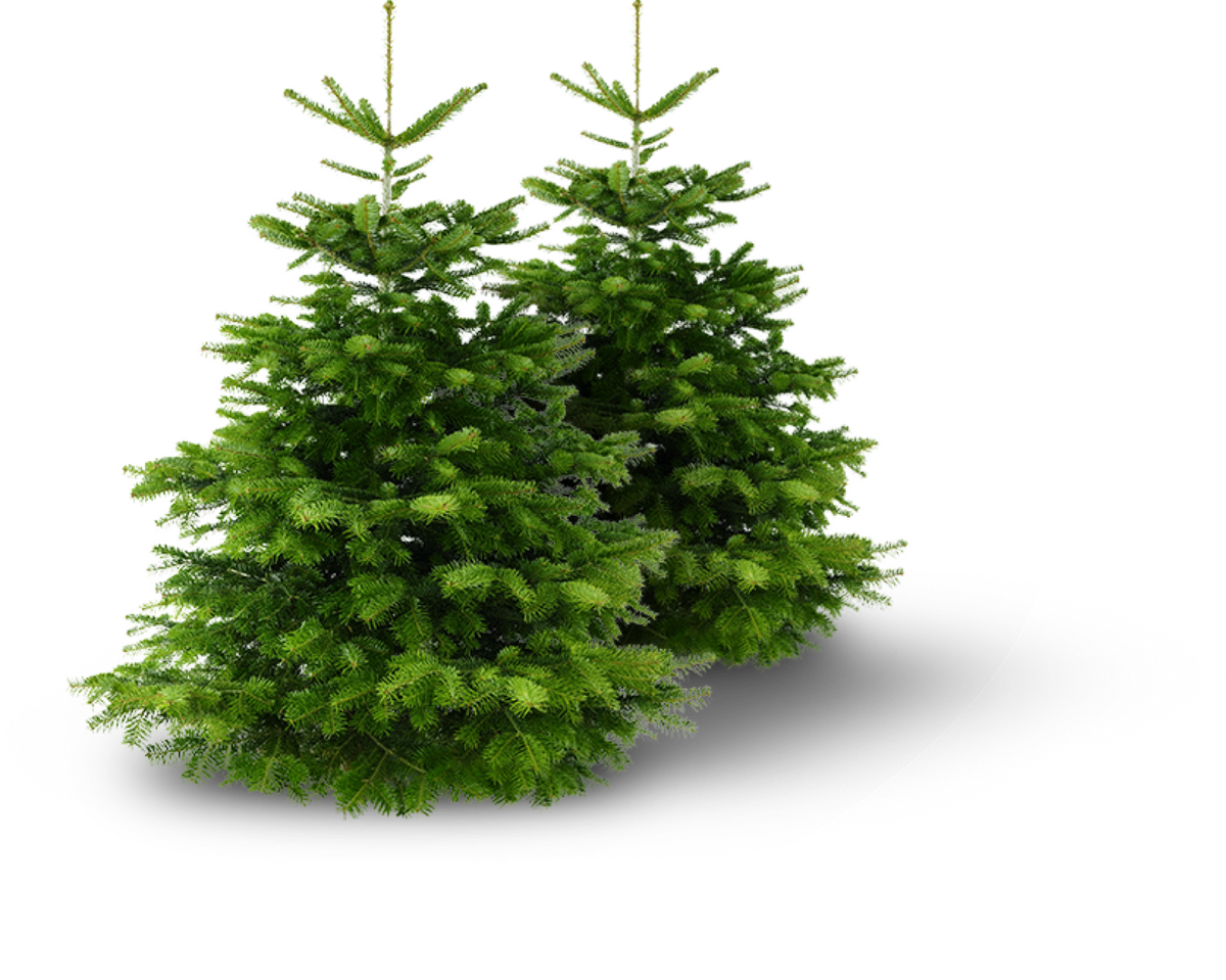 De kerstboom die de hele december mooi blijft.