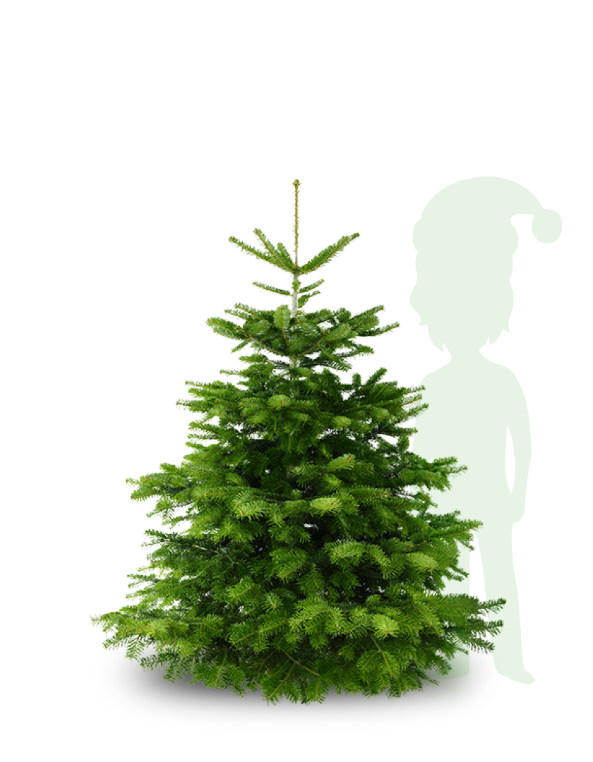 Nordmann Kerstboom - 150 tot 175cm - Mét Elho kerstboomstandaard twv 34,95