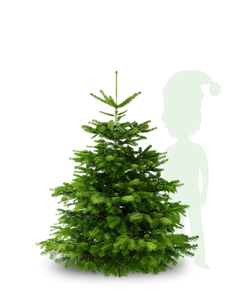Nordmann Kerstboom - 150 tot 175cm - Mét Elho kerstboomstandaard twv 34,95
